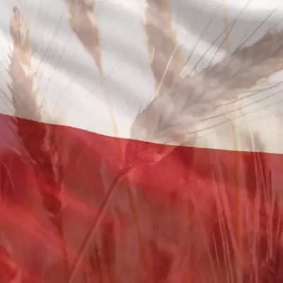 Polish Wheat
