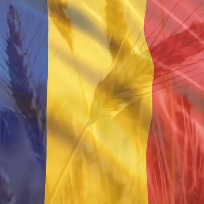 Romanian Wheat