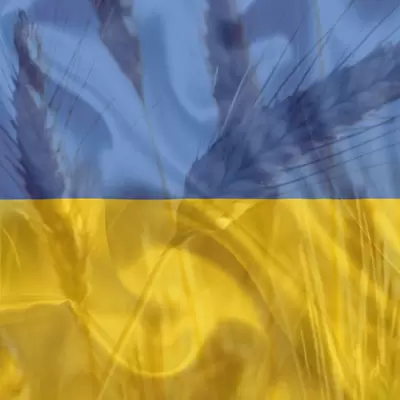 Ukrainian Wheat